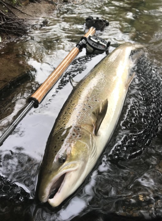 12 pounds Wye salmon for Tim Hughes